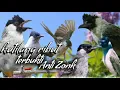 Download Lagu suara pikat burung kutilang ribut paling ampuh pikat kutilang liar durasi panjang suara jernih 1 jam