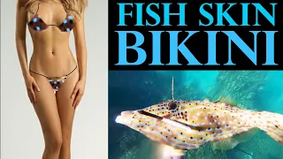 Ep.385 Fish skin Bikini?