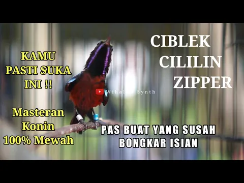 Download MP3 PANCINGAN DAN MASTERAN KONIN GACOR FULL ISIAN CIBLEK AK47 CILILIN SAMBUNG ZIPPER PLECI !!