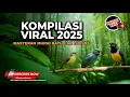 Download Lagu 🔴 Kompilasi Masteran Viral 2025 Cucak Cungkok Kunti vs Kolibri Kelapa vs Srigunting Abu Abu
