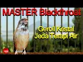 Download Lagu Blackthroat Gacor Ngeroll suara kristal Jeda Terapi Air | MASTER Blackthroat