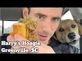 Harry s Hoagie Shoppe Review in Greenville South Carolina