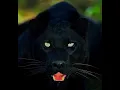 Download Lagu Black Panther/Jaguar whatsApp status #shorts #youtube #panther #jaguar
