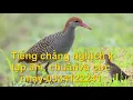 Download Lagu Tiếng chằng nghịch không tạp âm, bản mới cực nhạy