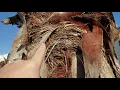 Sabal palmetto and Washingtonia robusta - How To Tell The Difference Between The Two