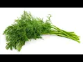 Vegetable of the Day - Dill