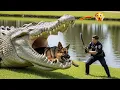 Download Lagu Brave Heroes Battle GIANT CROCODILE to Save German Shepherd's Life 🐊