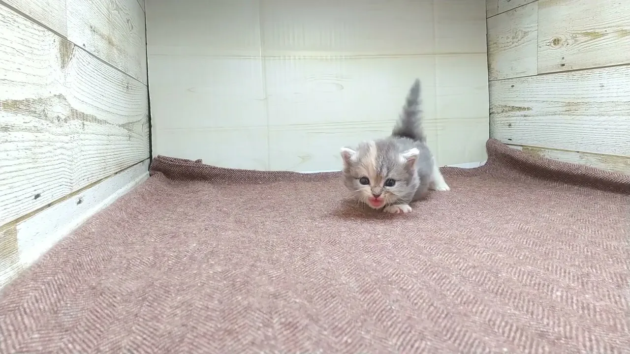 動画
