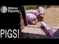 Pigs Medieval Dynasty Gameplay EP 18