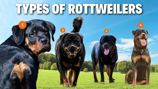 All Types of Rottweilers Which one s yours