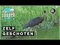 Download Lagu Juveniele zwarte ooievaar  | Zelf Geschoten | Vroege Vogels