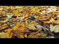 Fall Leaves Video Footage Free Download No Copyright