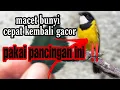 Download Lagu cucak bimoli / kancilan emas macet bunyi _ pasti nyaut dengar suara burung ini