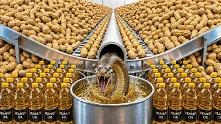 “Inside the Peanut Oil Factory | How Pure Peanut Oil Is Made”