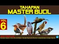 Lagu TAHAPAN  MASTER BUCIL  vol 6 | Cabean, Cigun, Blackthroat, Pijantung, chardonneret, Gereja Tarung
