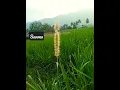 Download Lagu manjal niram konda ) Bgm /love/sanma
