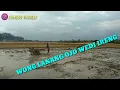 Lagu WONG LANANG KI OJO WEDI IRENG//BUAT SETORY WA