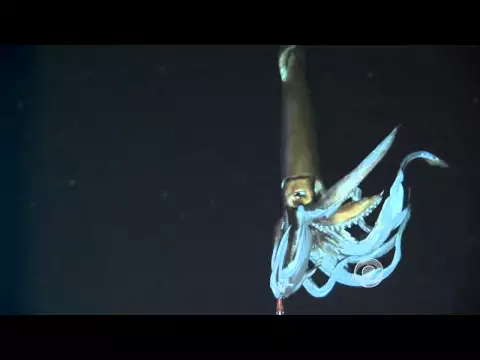 Download MP3 Scientists film giant squid in its natural habitat