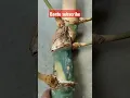 SABDO PALON SABDO PANDITO RATU
