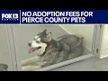 No adoption fees for Pierce County pets this weekend FOX 13 Seattle