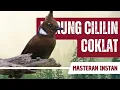 Masteran Cililin Coklat Jernih 10 Menit Gacor
