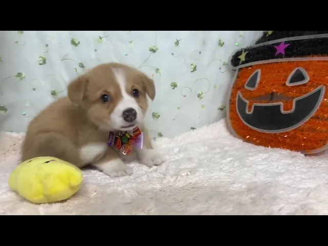 動画