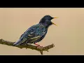 The sounds of starling mimicry