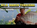 Download Lagu SPOT MANCING TERBARU 2025 || BABON SADAWARNA  BANYAK IKAN PURBANYA !! 