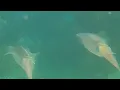 Squid Chase