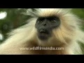 Golden langur Trachypithecus geei in Assam