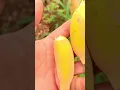 Download Lagu Panen buah pisang segar di kebun dengan hasil yang sangat memuaskan #shorts