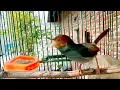 Download Lagu suara pikat prenjak kepala merah jntan gacor ngotot tarung masteran prenjak merah gacor dor