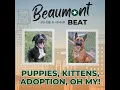 Puppies Kittens Adoption OH MY S1 E8 An inside look at Beaumont Animal Care