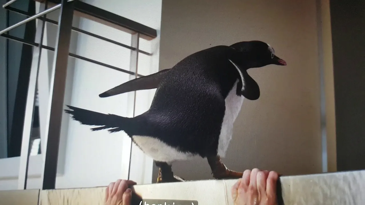 Mr Poppers Penguins Poop Scene