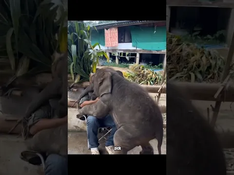 This Baby Elephant Is Too Cute to Handle 🐘😂