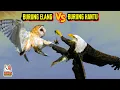 Download Lagu Siapakah Raja Udara Sebenarnya? ELANG VS BURUNG HANTU, Ayo Tebak Siapa Yang Bakal Menang