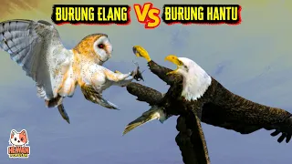 Download Siapakah Raja Udara Sebenarnya ELANG VS BURUNG HANTU, Ayo Tebak Siapa Yang Bakal Menang MP3