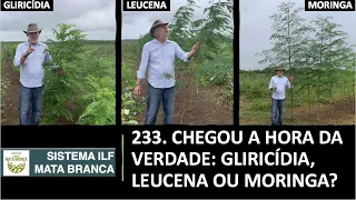 233. CHEGOU A HORA DA VERDADE: GLIRICÍDIA, LEUCENA OU MORINGA?