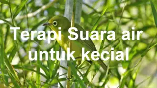 terapi suara pleci kecial pleci lombok 
