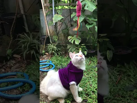 Kucing putih menyala woi🔥#kucingputih #kucingputihmenyala #kucinglucu #kucinggemas #kucingcomel