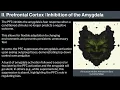 14 Human Behavioral Biology Limbic System 4 by Robert Sapolsky