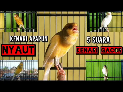 Download MP3 CUKUP 5 DETIK kenari manapun LANGSUNG nyaut dengar SUARA 5 KENARI GACOR PANJANG INI