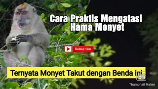 Download Mengatasi Serangan Hama Monyet ||  How to avoid the monkeys from garden MP3