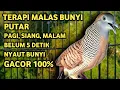 Download Lagu Perkutut Lokal Gacor Suara Super Kristal - Pancingan Malas Bunyi  (99%AMPUH BANGET)
