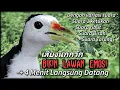 Download Lagu RUAK RUAK PIKAT MP3, Variasi Suara Bikin Ruak Ruak Emosi Cepat Datang