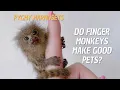 Can Pygmy Marmosets be Pets Do Finger Monkeys Make Good Pets