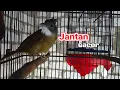 Download Lagu kicauan cucak jenggot Sumatra jantan gacor