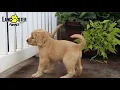 Cocker Spaniel Mix Puppies