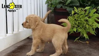 Cocker Spaniel Mix Puppies