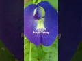 Download Lagu Khasiat Bunga Telang (Clitoria Ternatea)